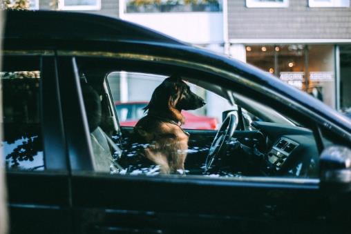 How can I get rid of pet hair in my car?