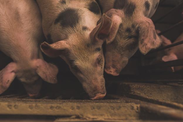 Agriculture News