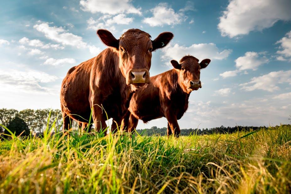 Agriculture News
